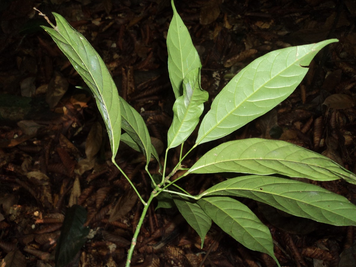 Cola nitida (Vent.) Schott & Endl.